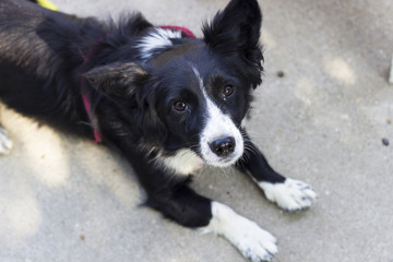 close-up shot of small black dog