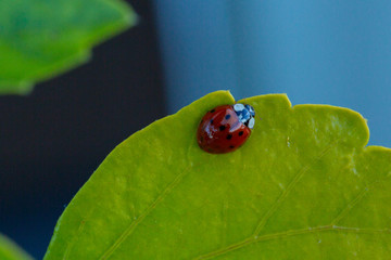 Coccinellidae in the Garden