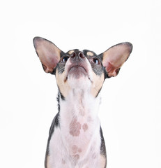 cute chihuahua rat terrier mix on an isolated white background