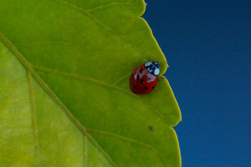 Coccinellidae in the Garden