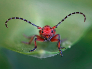 red milkweed longhorn beetle on a leaf