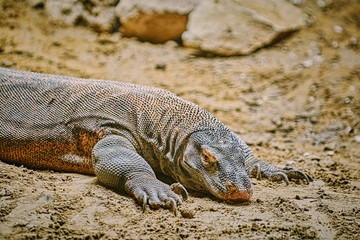 Portrait of Monitor Lizard