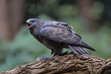 Common buzzard eating in the forest in the Netherlands