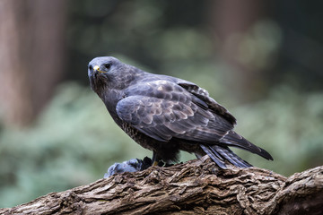 Common buzzard eating in the forest in the Netherlands