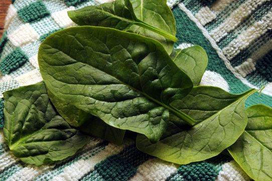 Spinacia oleracea سبانخ Echte Spinat 시금치 &Sigma;&pi;&alpha;&nu;ά&kappa;&iota; Espinac Spinacino Espinaca Spinaci Szpinak warzywny 