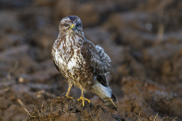 common buzzard hunting in the field in the Netherlands