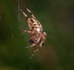 orb spider on its web with a house fly