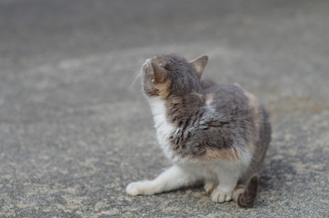 Obraz premium 掻く猫