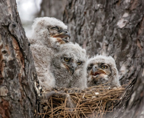 great horned owlets
