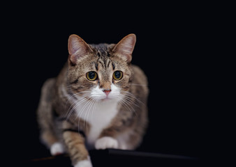 Striped cat with white paws on a black background.