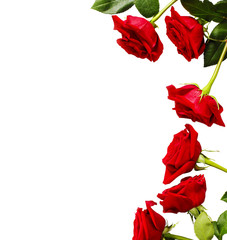 Frame of fresh red roses on white background with copy space