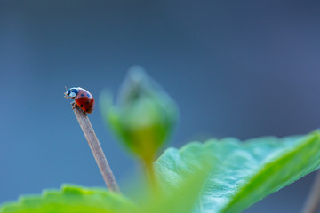 Coccinellidae in the Garden