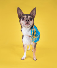 studio shot of a cute chihuahua with a sombrero hat on isolated on a yellow background