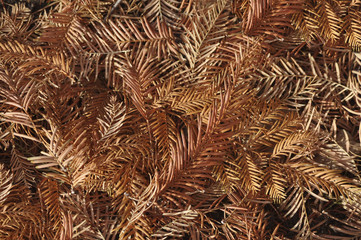 Golden leafs texture. Autumn background