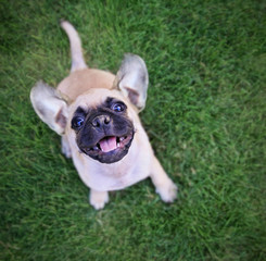 Fototapeta premium cute chihuahua pug mix puppy playing outside in fresh green grass