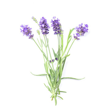 Lavender herb flower white background
