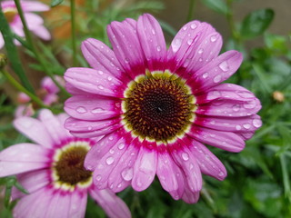 Pink flowers in a garden