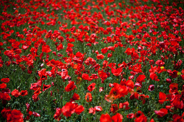 Obraz premium poppies field