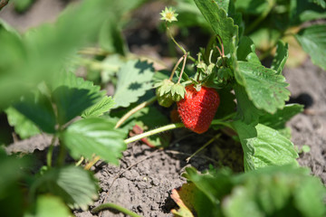 Fresh strawberry on the field, organic food, fruit-growing