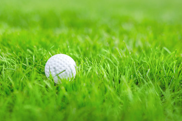 Close-up of white golf ball in green grass meadow . Details of game course .  Resort with sport outdoor activities concept