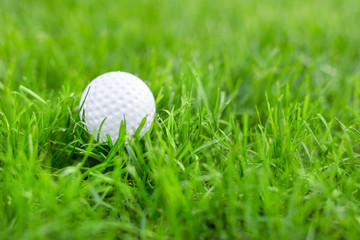 Close-up of white golf ball in green grass meadow. Details of play field. Badly prepared lawn for professional game