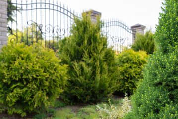 Fototapeta premium Landscaping, gardening services. Focus on foreground, soft background with copy space for text
