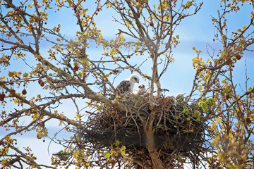 two baby red tailed hawks sitting in a nest in a tree