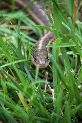garter snake slithering through grass