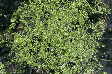Blooming algae water in the village pond background, top view.