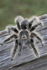 Large Curly Hair Tarantula (Brachypelma albopilosum) crawling on dead wood