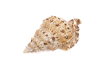 Seashell isolated on the white background.
