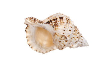 Seashell isolated on the white background.