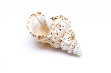 Seashell isolated on the white background.