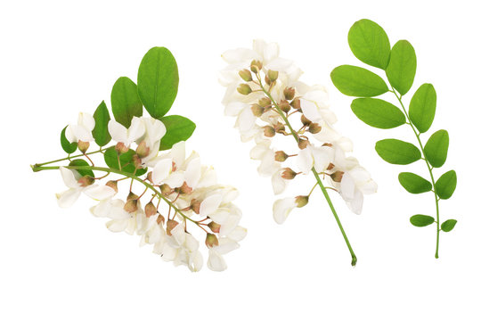 Blossoming acacia with leafs isolated on white background, Acacia flowers, Robinia pseudoacacia . White acacia