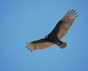 turkey vulture soaring