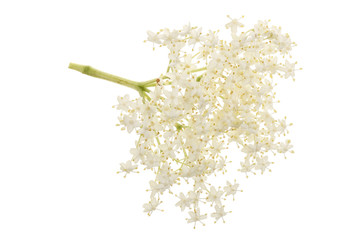 Elder flower blossoms isolated on a white background. Medicinal plant