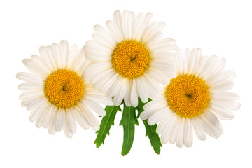 Three chamomile or daisies with leaves isolated on white background. Top view. Flat lay