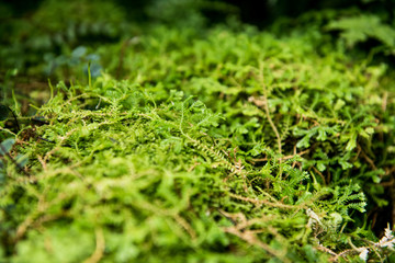 Green Earthy Moss Plants