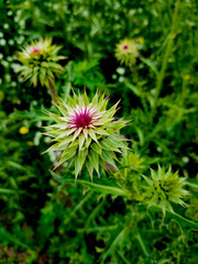 Thistles