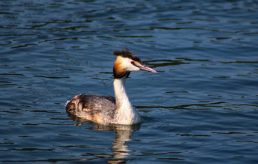 aduly grebe