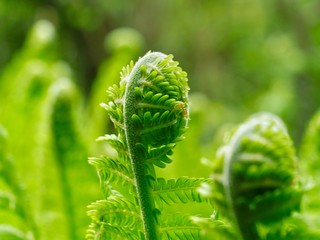 Ferns