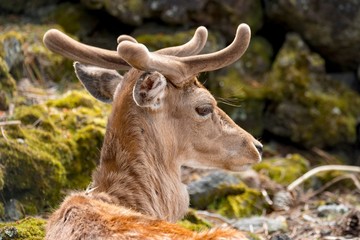 Young fallow stag in velvet with antlers growing in spring 