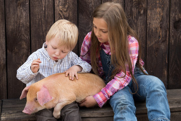 Farmer's children are playing with pig