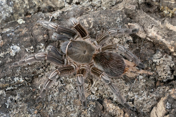 Costa Rican Zebra Tarantula (Aphonopelma seemanni) Camouflaged on log