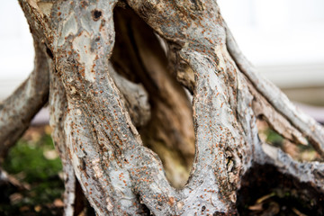 Fototapeta premium Close up Bonsai Tree Trunk and Roots
