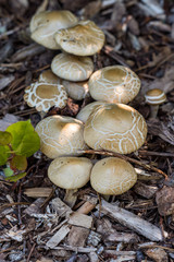 couple brown mushrooms on the wood chip filled ground inside forest