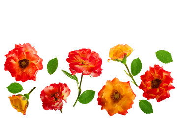 wild rose blooming flower isolated on a white background