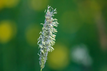 grass in flower