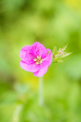 small pink flower with creamy green background