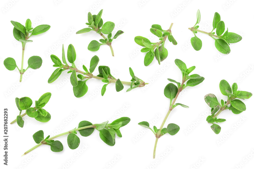 Wall mural fresh thyme spice isolated on white background with copy space for your text. top view. flat lay pat